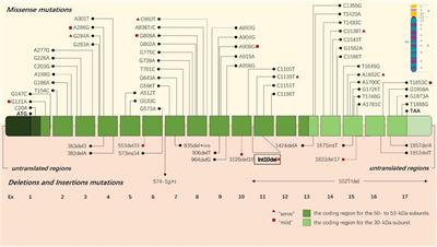 A neglected neurodegenerative disease: Adult-onset globoid cell leukodystrophy